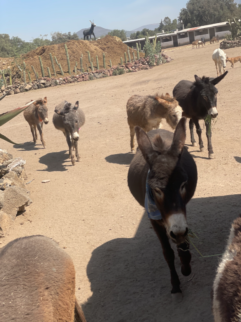 refugio de burros mexico