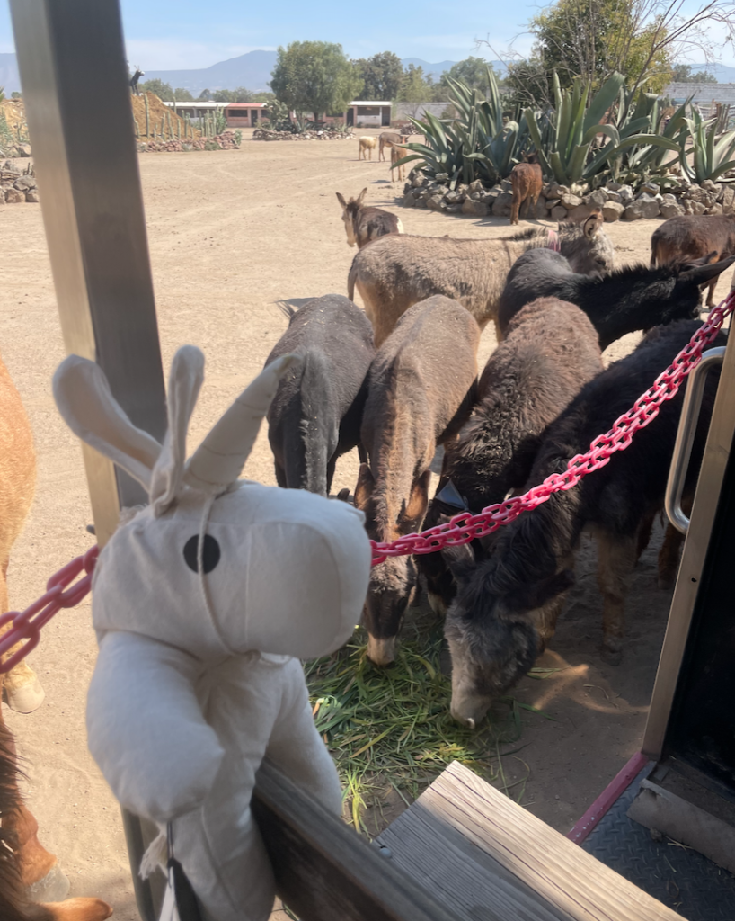 refugio de burros mexico