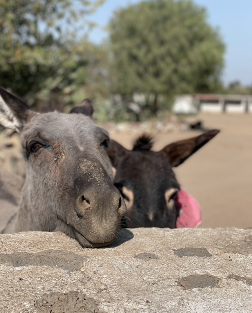 refugio de burros mexico