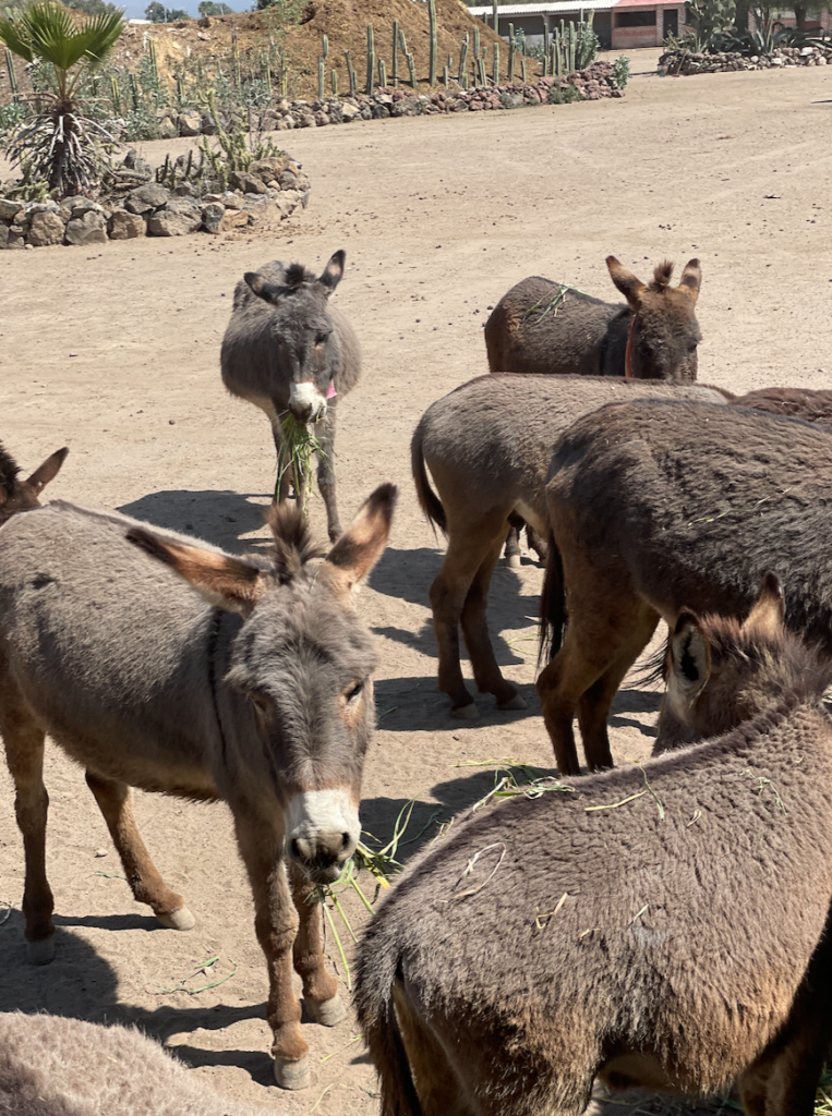 refugio de burros mexico